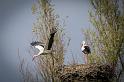 21 Natuurpark Lelystad, ooievaars